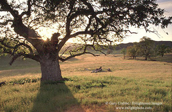 Sunset and oak tree in Isabel Valley, near Mount Hamilton, Santa Clara County, California