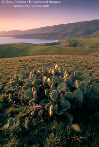 Photo: Sunset light over native cactus near Christy Beach, Santa Cruz Island, Channel Islands, Southern California Coast