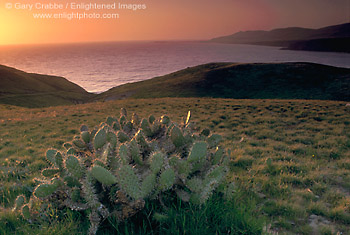 Photo: Sunset light over native cactus near Christy Beach, Santa Cruz Island, Channel Islands, Southern California Coast