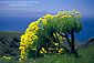 Photo: Giant Coreopsis in spring on Santa Cruz Island, Channel Islands, Southern California Coast