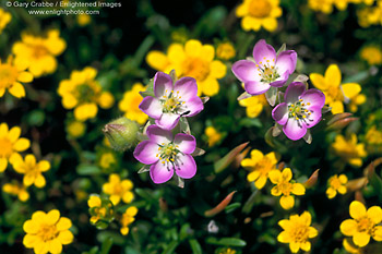 Photo: Wildflowers in spring on Santa Cruz Island, Channel Islands, Southern California Coast