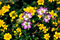 Photo: Wildflowers in spring on Santa Cruz Island, Channel Islands, Southern California Coast