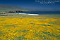 Photo: Golden yellow wildflowers in spring, Santa Cruz Island, Channel Islands, Southern California Coast