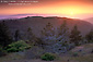 Photo: Sunset over Pine Forest in the mountains of Santa Cruz Island, Channel Islands, Southern California Coast