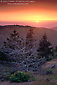 Photo: Sunset over Pine Forest in the mountains of Santa Cruz Island, Channel Islands, Southern California Coast