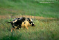 Photo: Wild pig running through spring grass, Santa Cruz Island, Southern California Coast