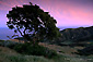 Photo: Evening light over oak tree and green hills, Santa Cruz Island, Channel Islands, Southern California Coast