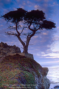 Lone cypress tree on the Monterey Peninsula, near Carmel, California