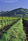 Vineyards in spring below the Sierra de Salinas, near Soledad, Monterey County, California