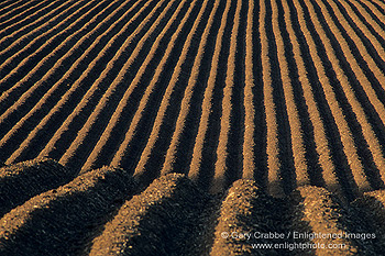 Plowed dirt rows in agricultural field, near Soledad, Monterey County, California