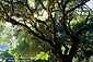 Oak Tree and sun, Galante Vineyards, above Carmel Valley, Monterey County, California