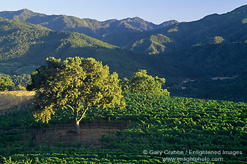 Oak tree at sunset in vineyard, Galante Vineyards, above Carmel Valley, Monterey County, California