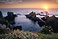 Pacific Ocean Sunset over coastal rocks and wildflowers, near Fort Bragg, Mendocino Coast, California