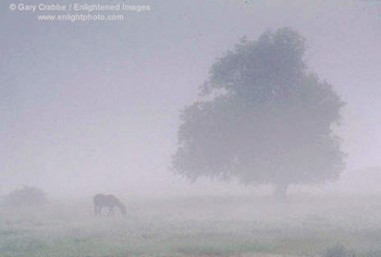 Horse and oak tree in fog near Willits, Mendocino County, California