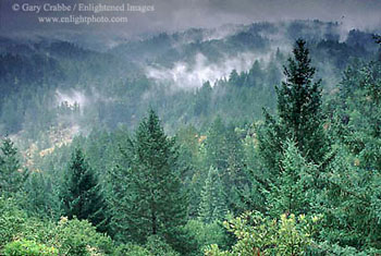 Mist rising after a storm, Austin Creek Redwoods State Park, Mendocino County, California