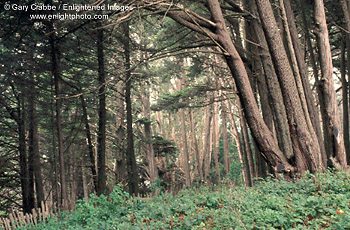 Cypress tree grove at Fort Ross, Sonoma County, California