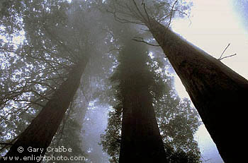 Coastal Redwood Trees in Fog, Redwood National Park, Del Norte County, California