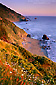 Sunset on Coastal Wildflowers on cliff near Crescent City, Del Norte County, California