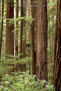 Redwood Forest, Jedediah Smith Redwood State Park, near Crescent City, California