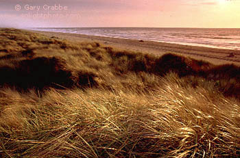 Sunset over Coastal Grasses on the Eureka Dunes, near Eureka, Humboldt County, California