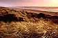 Sunset over Coastal Grasses on the Eureka Dunes, near Eureka, Humboldt County, California
