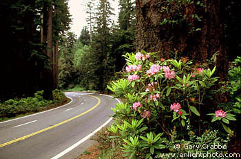 The Redwood Highway 101, Redwood National Park, near Crescent City, Del Norte County, California