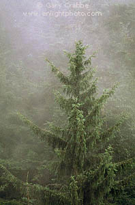 Coastal Spruce Tree in fog, near Trinidad, Humboldt County, California