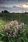 Sunset, fog, and lupines at the Arcata Marsh, Arcata, Humboldt County, California