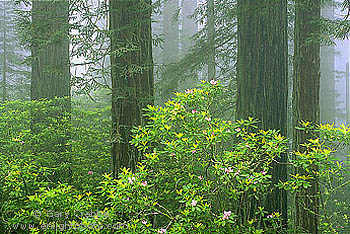 Redwoods, Rhododendrons, and Fog, Redwood National Park, Del Norte County, California