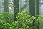 Redwoods, Rhododendrons, and Fog, Redwood National Park, Del Norte County, California
