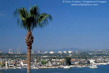 Palm tree and clear blue sky over Newport Beach, Orange County, Southern California Coast