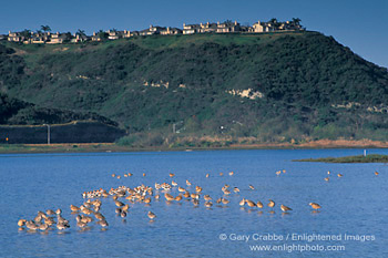 Shorebirds in Batiquitos Lagoon, Carlsbad, San Diego County Coast, California