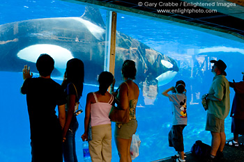 Tourist watch Killer Whale through window at SeaWorld, near San Diego, California