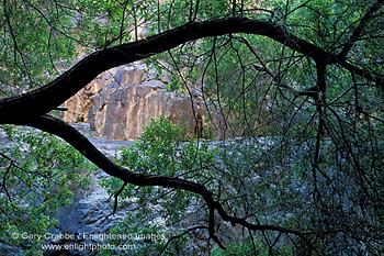 Tree branch and green leaves in spring, Darwin Canyon, Death Valley National Park, California; Stock Photo image picture photo Phograph art decor print wall mural gallery