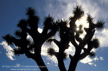 Sunburst, Joshua Tree, blue sky and clouds, Lee Flat, Death Valley National Park, California; Stock Photo image picture photo Phograph art decor print wall mural gallery