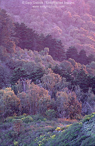 Pastel colors on trees at sunset, Tilden Regional Park, Berkeley Hills, Alameda County, California