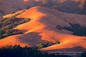 Sunset light on golden hills in summer, Briones Regional Park, Orinda, Contra Costa County, San Francisco Bay Area, California