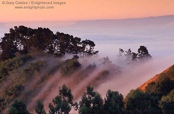 Fog streams over the crest of the Berkeley Hills at sunrise, Alameda County, California
