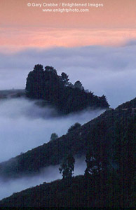 Sunrise light and fog in the Berkeley Hills, Alameda County, California