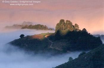 Sunrise light and fog in the Berkeley Hills, Alameda County, California