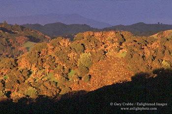 Sunrise light on oak covered hills in Briones Regional Park, above Lafayette, Contra Costa County, California