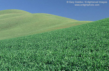 Rolling green hills in spring, Tassajara Region, Contra Costa County, California
