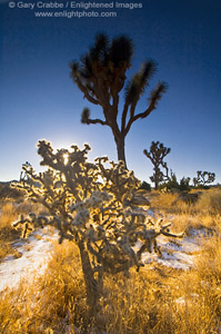 Morning light through Cholla Cactus, Joshua Tree National Park, California