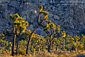 Joshua Trees and rock outcrop at sunrise, near Boy Scout, Joshua Tree National Park, California