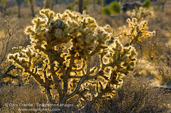 Teddybear Cholla (Opuntia bigelovii), Joshua Tree National Park, California