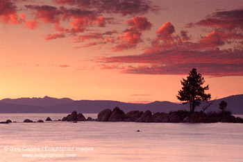 Sunset over lone pine on the South Shore, Lake Tahoe, California