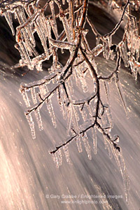 Icicles hanging off branch at Eagle Falls, Emerald Bay, Lake Tahoe, California