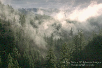Mist rising out of forest after a storm, El Dorado National Forest, near Lake Tahoe, California