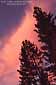 Alpenglow on cloud at sunset over pine trees, Lake Tahoe, California