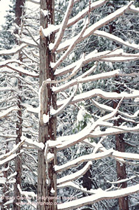 Fresh snow in winter on tree branches, at Twin Bridges, near Lake Tahoe, California